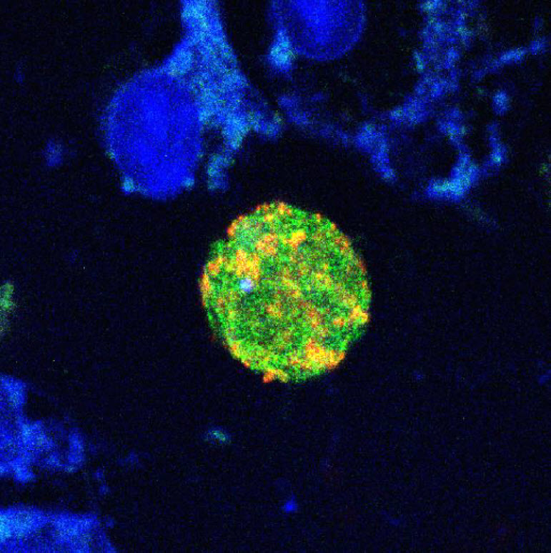 AG Krawczyk - Titelbild